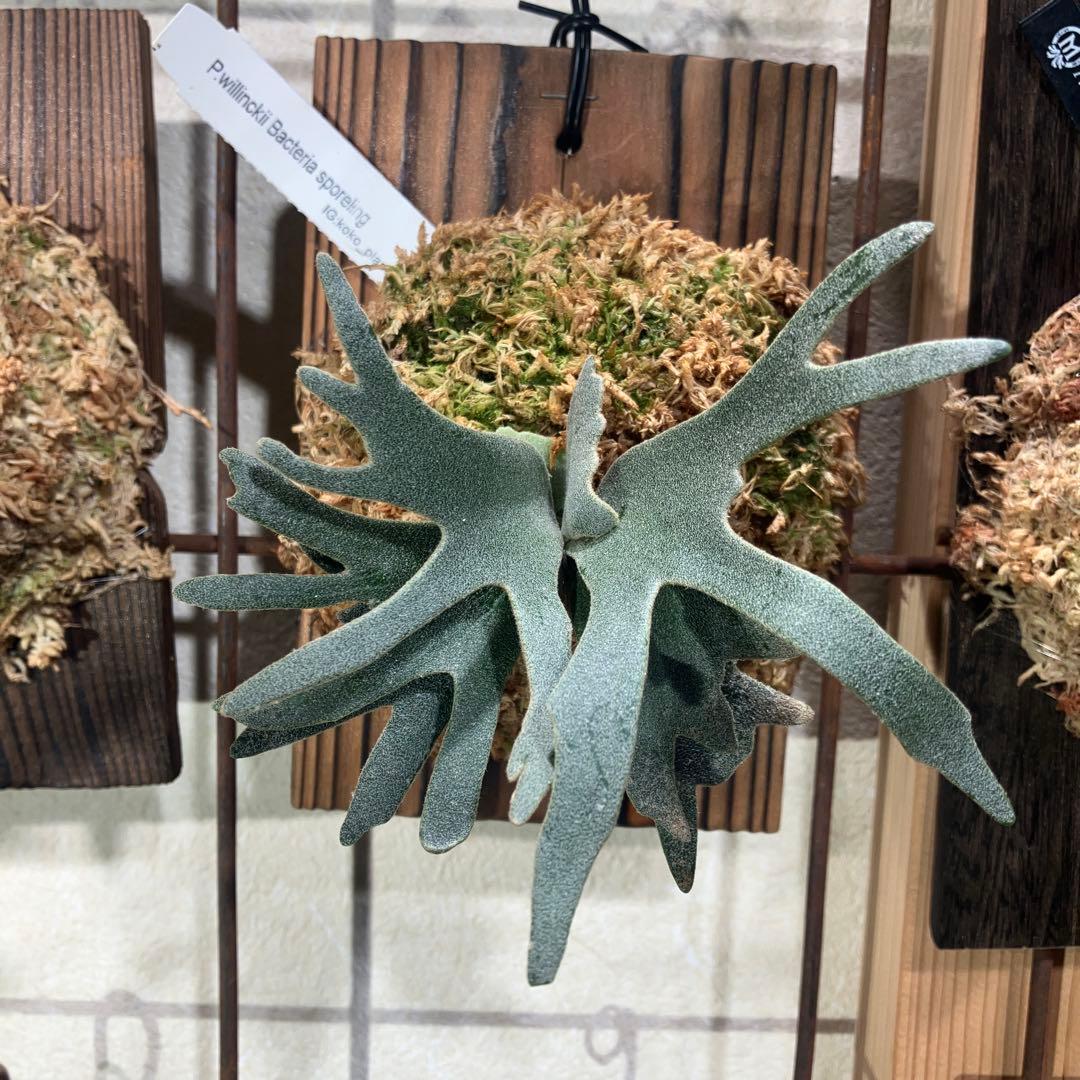 ビカクシダ　ウィリンキーバクテリア