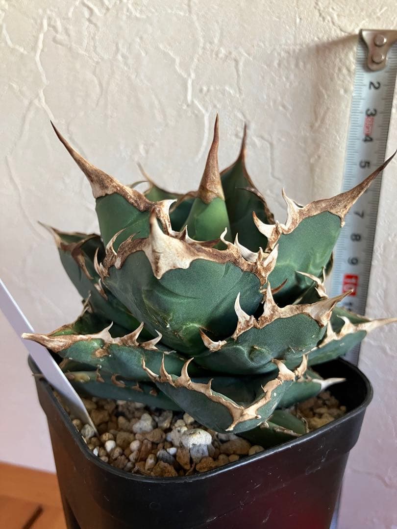 アガべチタノタ バトルウルフ【上澳園芸】タグ付き　【ラスト美品】