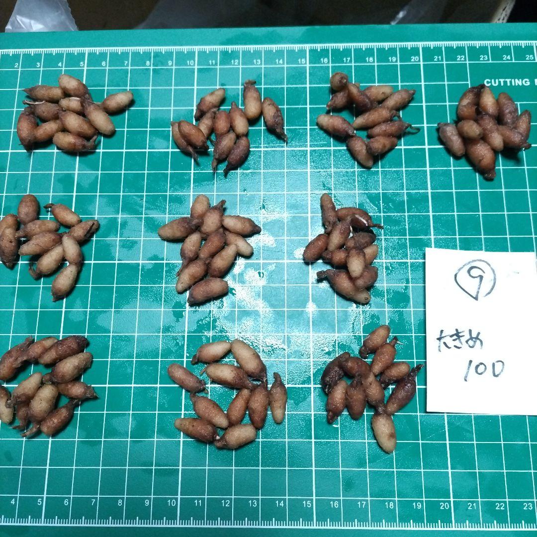 サギソウ　タピ