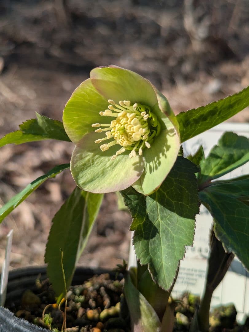 高橋育苗 little beast オキシデンタリス系 原種交配 カップ咲き