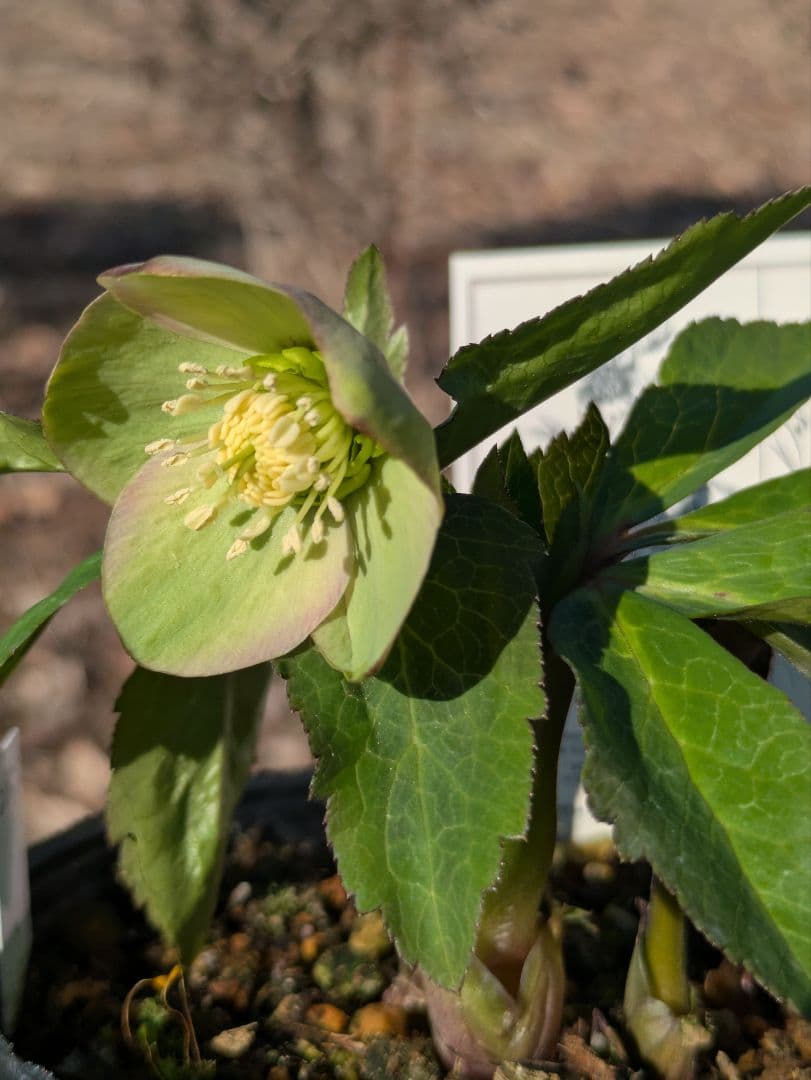 高橋育苗 little beast オキシデンタリス系 原種交配 カップ咲き