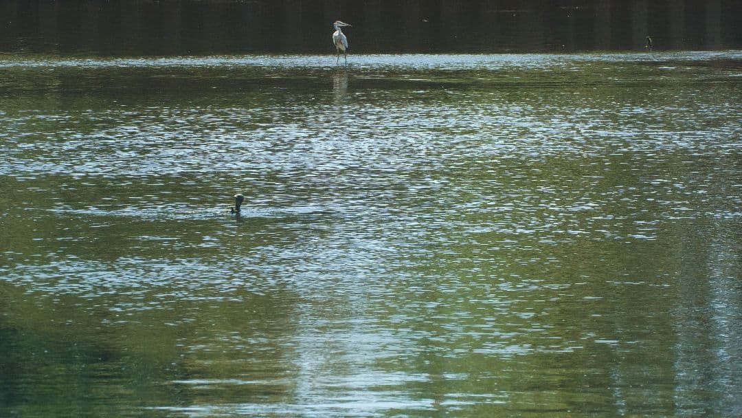 最終価格【動確済】SIGMA APO 170-500 f5-6.3 αAマウント