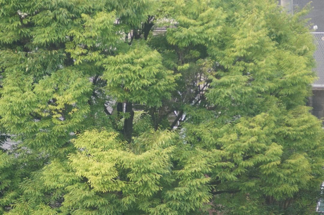 Tokina 80-200mm f2.8 ソニー用