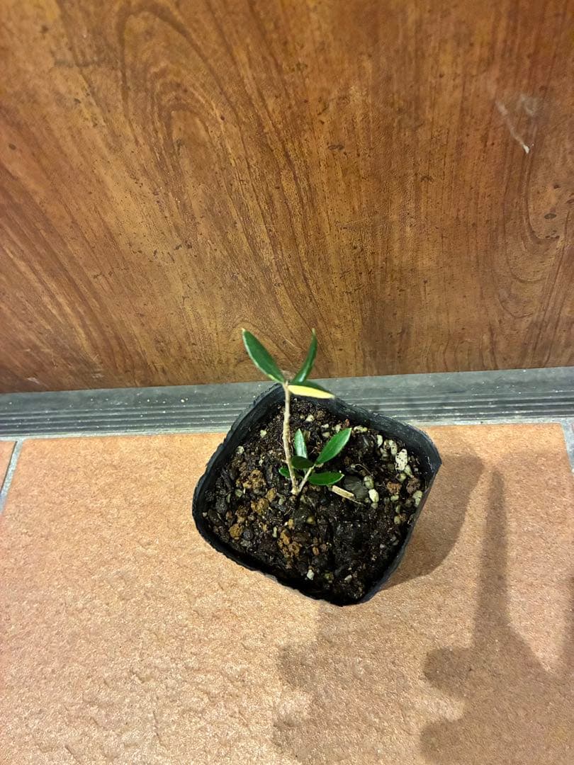 斑入りオリーブ苗