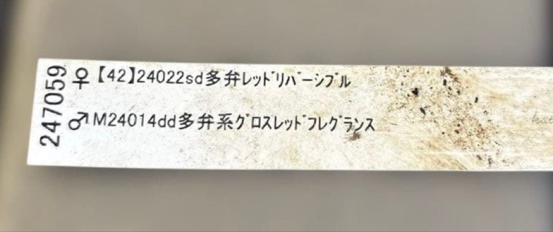 加藤農園　SDカップ咲きフレグランスピンククリスマスローズ　開花株　認定タグ付