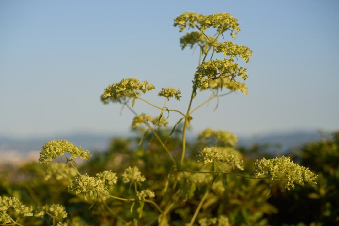 フィルムカメラ Olympus G.Zuiko Auto-S 40mm F1.4