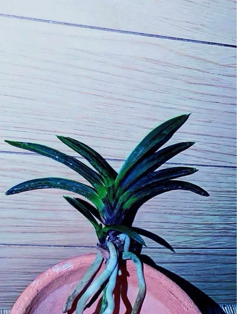 富貴蘭「漆黒黒牡丹」極上木①