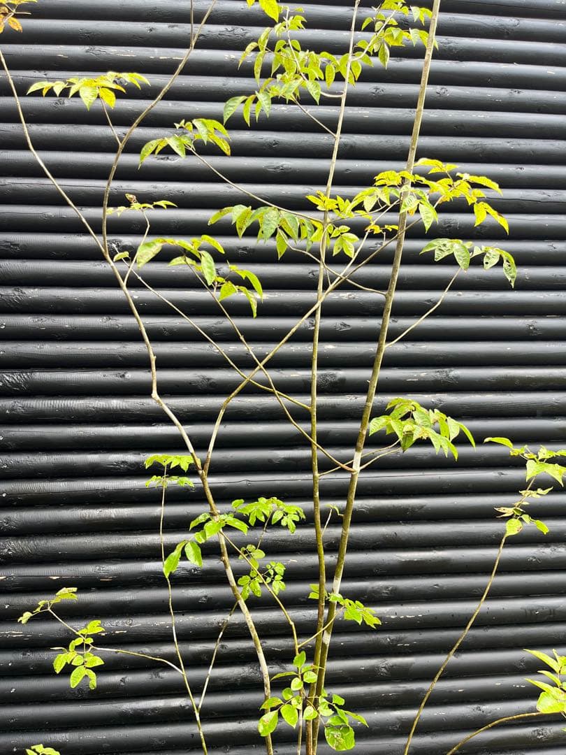 山採り天然　アオダモ　６本株立　50