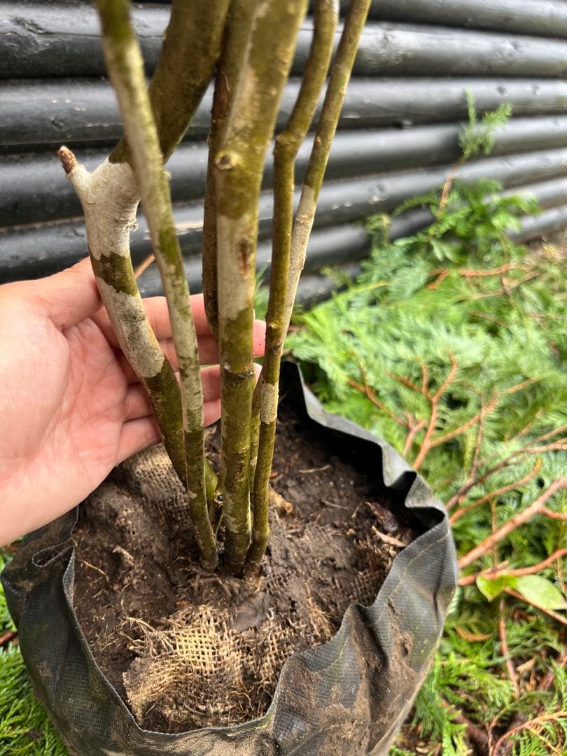 山採り天然　アオダモ　６本株立　50