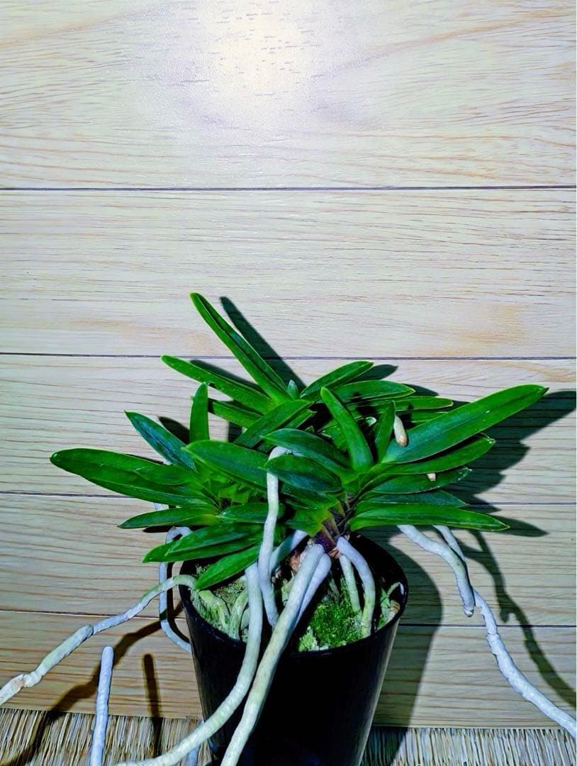 富貴蘭「緑三蝶」（開花株大株立ち）