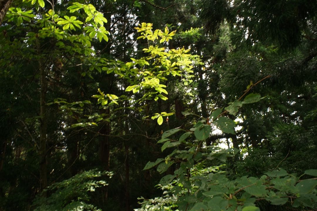 作例付き　Nikon NIKKOR-H AUTO 28mm F3.5 管mpr