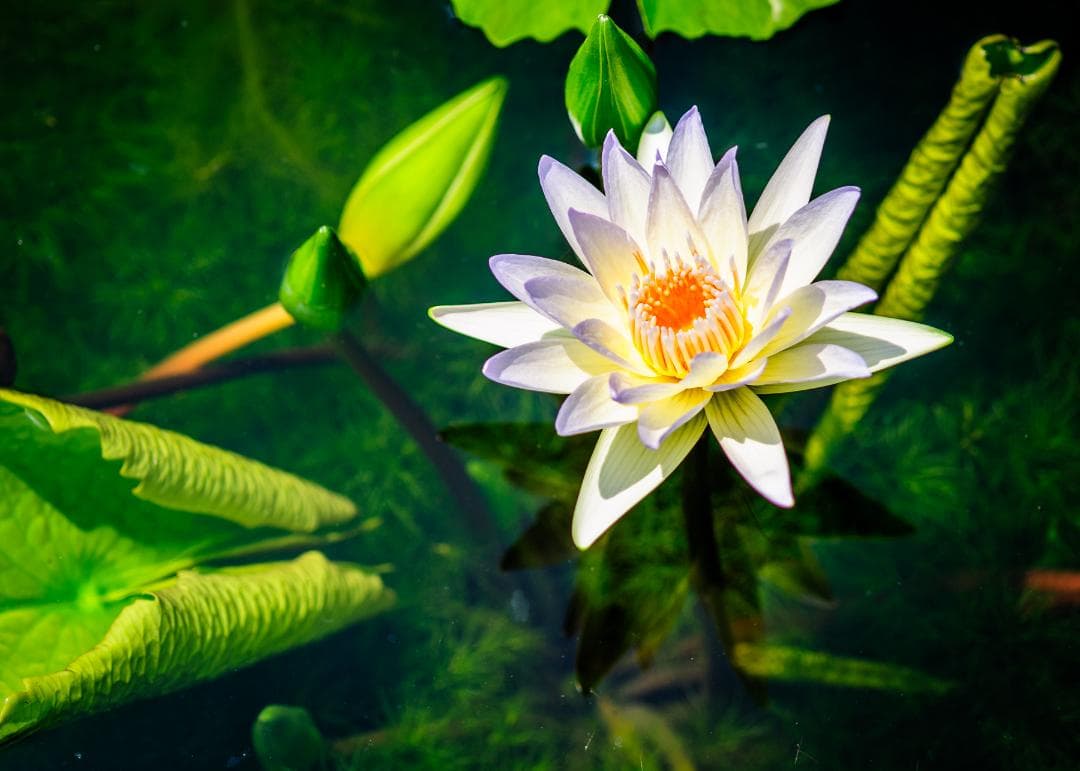 Nikon D700 – シャッター回数 25,312回