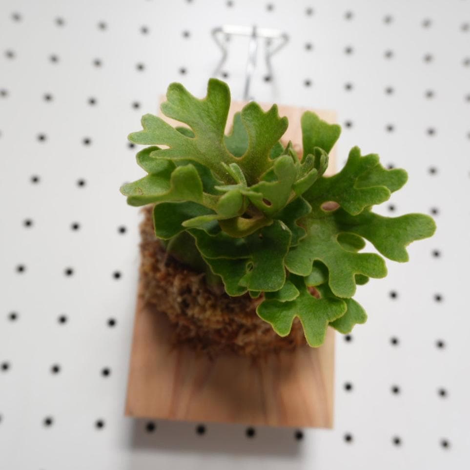 ビカクシダ リドレイ ドワーフ シルバー 板付 R-3