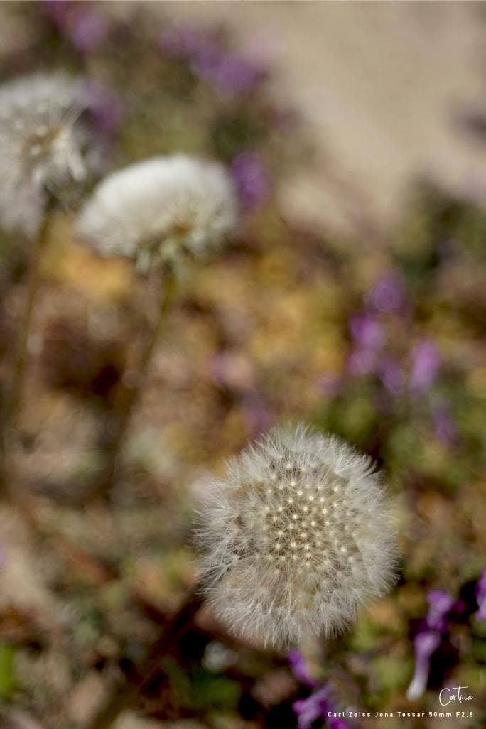 Carl Zeiss Jena Tessar 50mm F2.8 M42マウント