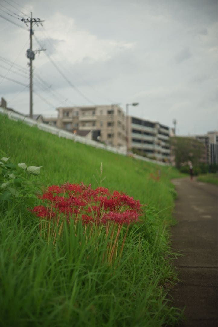 【ゆうきち】Leica Summicron f=5cm 1:2 沈胴ズミク