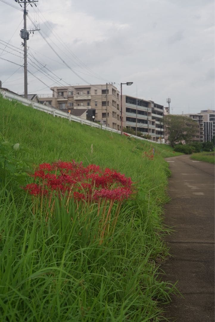 【ゆうきち】Leica Summicron f=5cm 1:2 沈胴ズミク