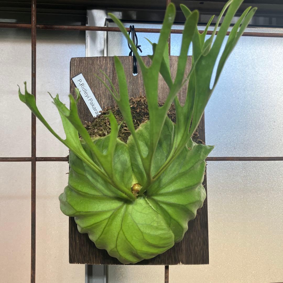 ビカクシダ　リドレイパカラン