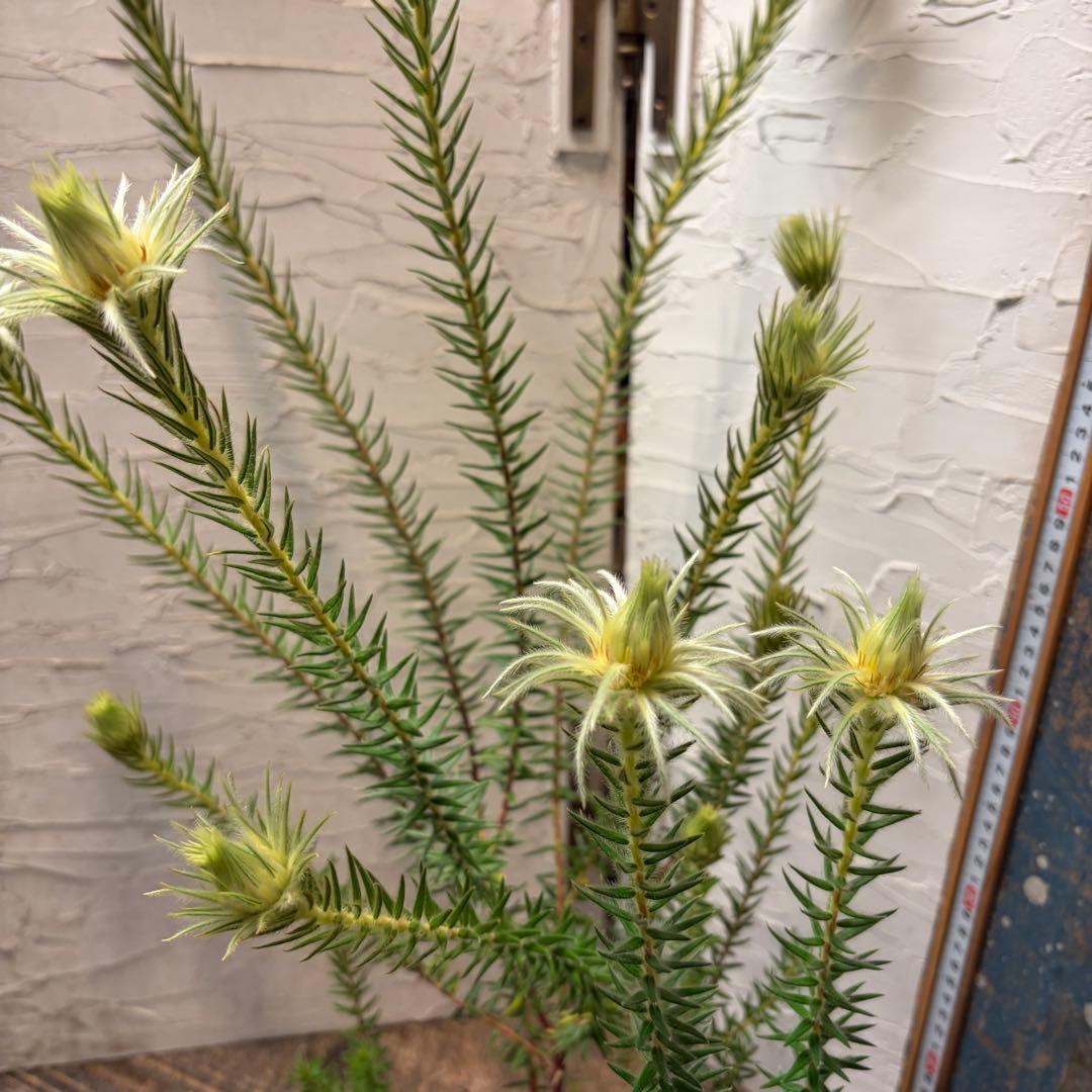 ガーデニング　フィリカ　プベッセンス　5寸2鉢　オージープランツ