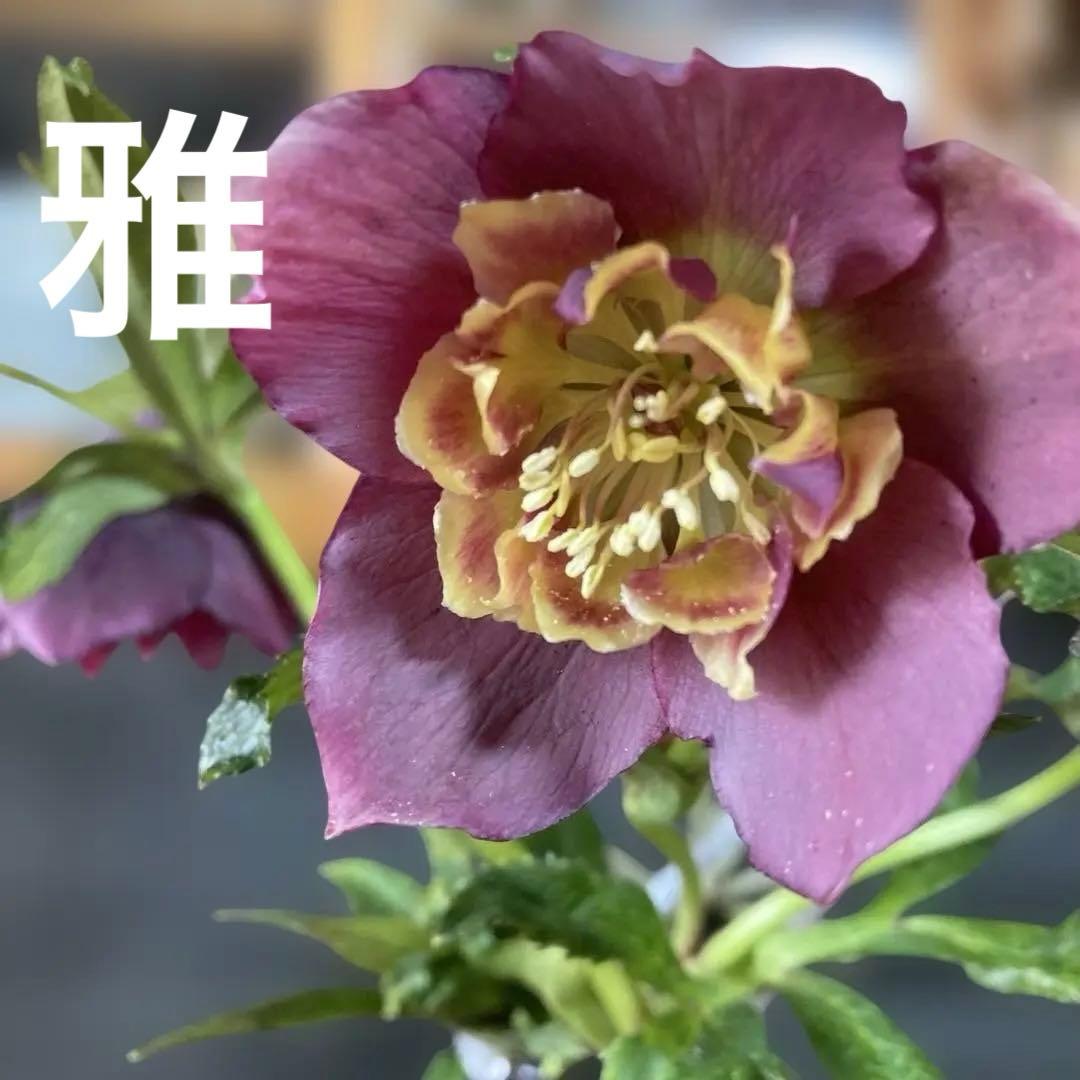 あやパン クリスマスローズ［ 雅 ]鉢花 紫