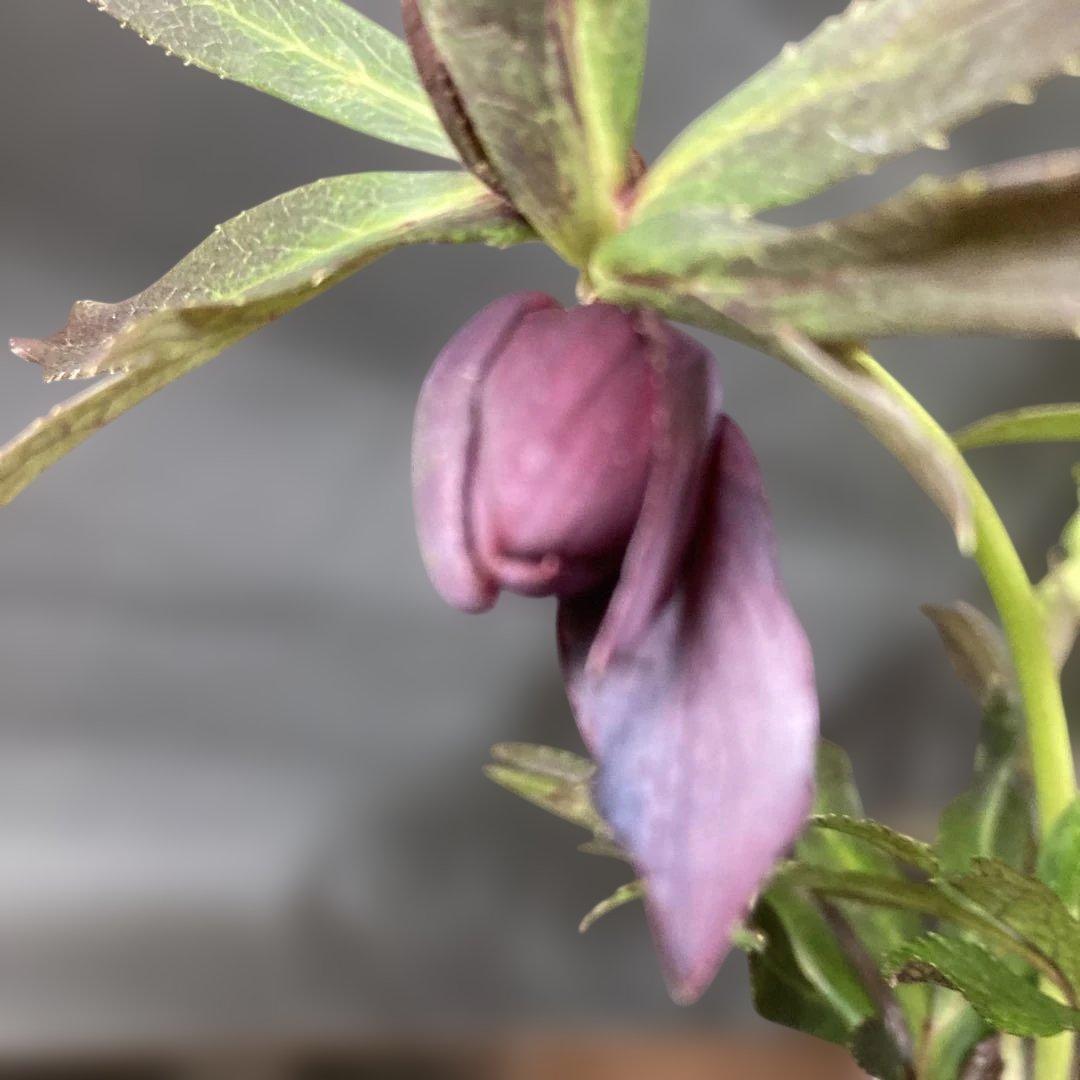 あやパン クリスマスローズ［ 雅 ]鉢花 紫