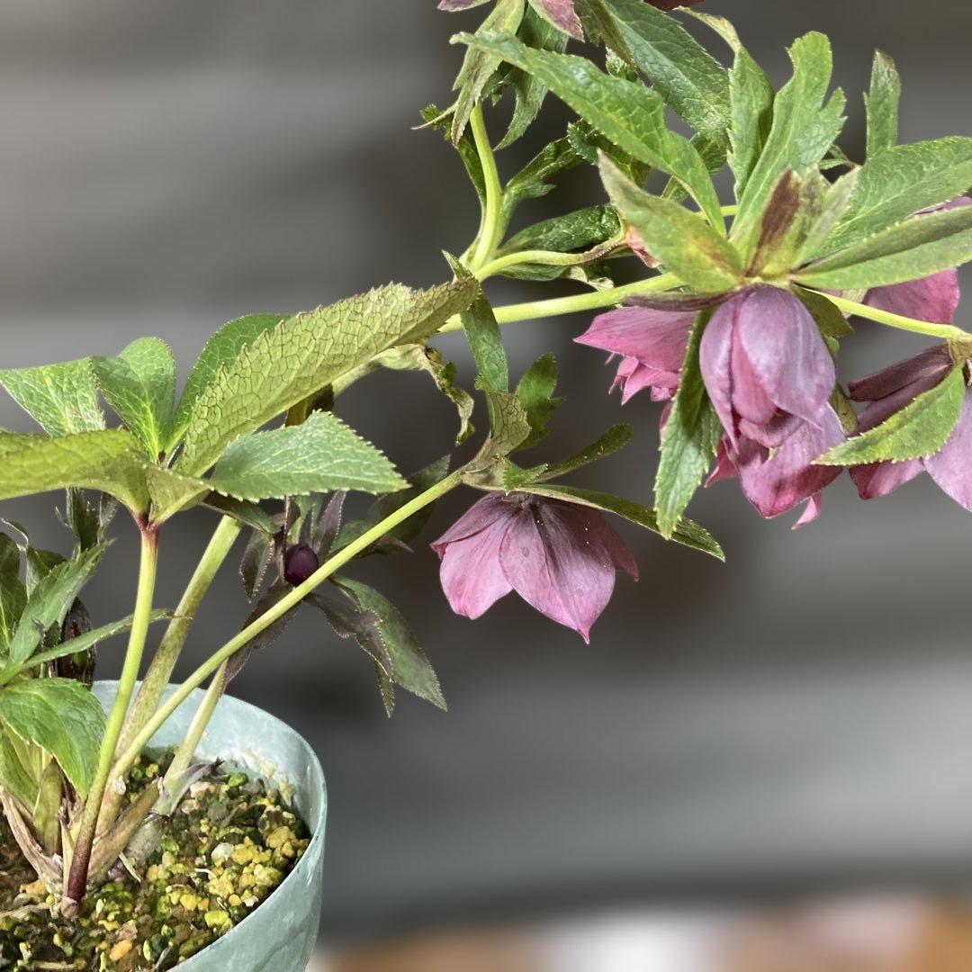 あやパン クリスマスローズ［ 雅 ]鉢花 紫