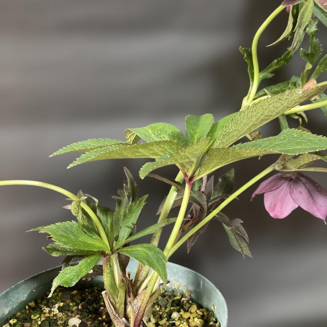 あやパン クリスマスローズ［ 雅 ]鉢花 紫