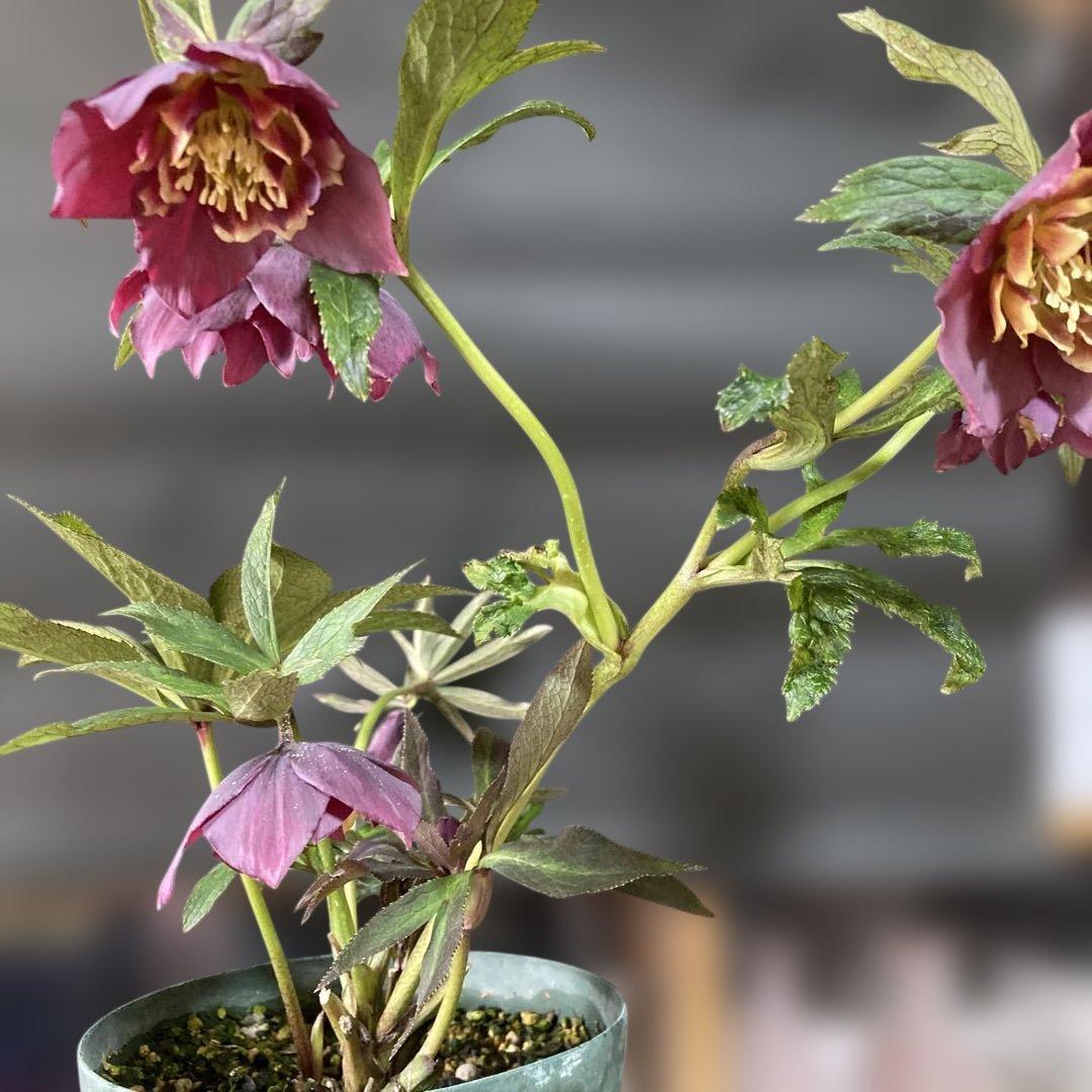 あやパン クリスマスローズ［ 雅 ]鉢花 紫