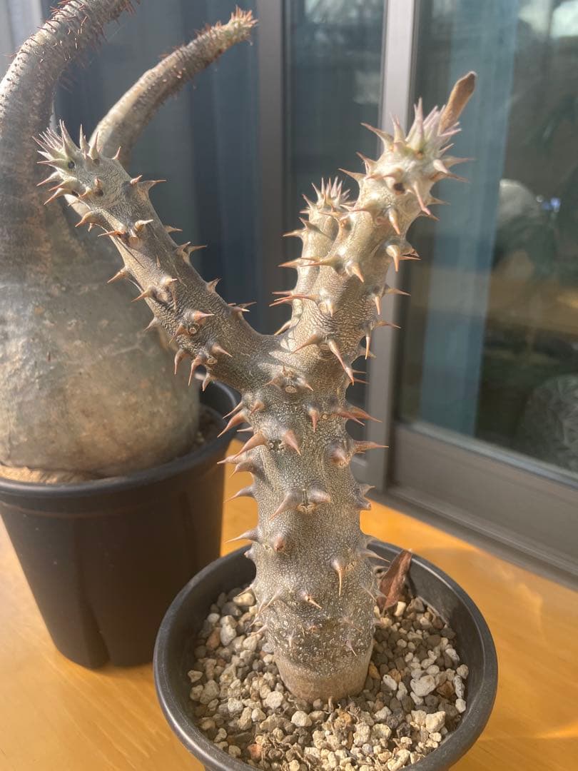 和*田様 パキポディウム　グラキリス　塊根植物　デンシフローラム