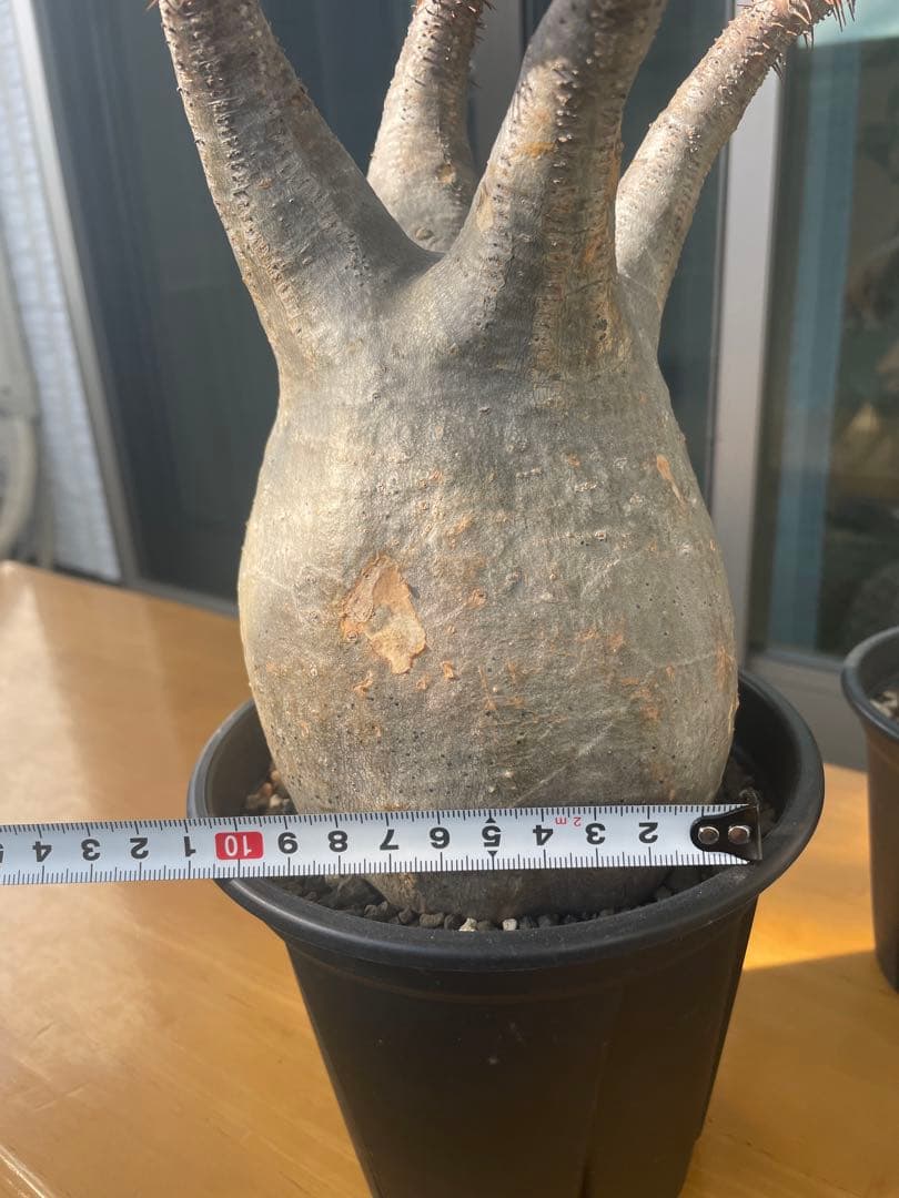 和*田様 パキポディウム　グラキリス　塊根植物　デンシフローラム