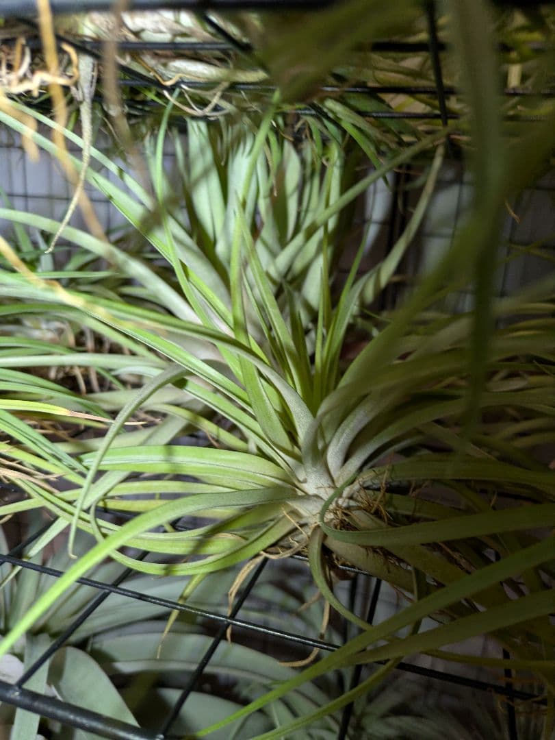 塚*龍様 ティランジア　エアプランツ　【100個〜まとめ売り】