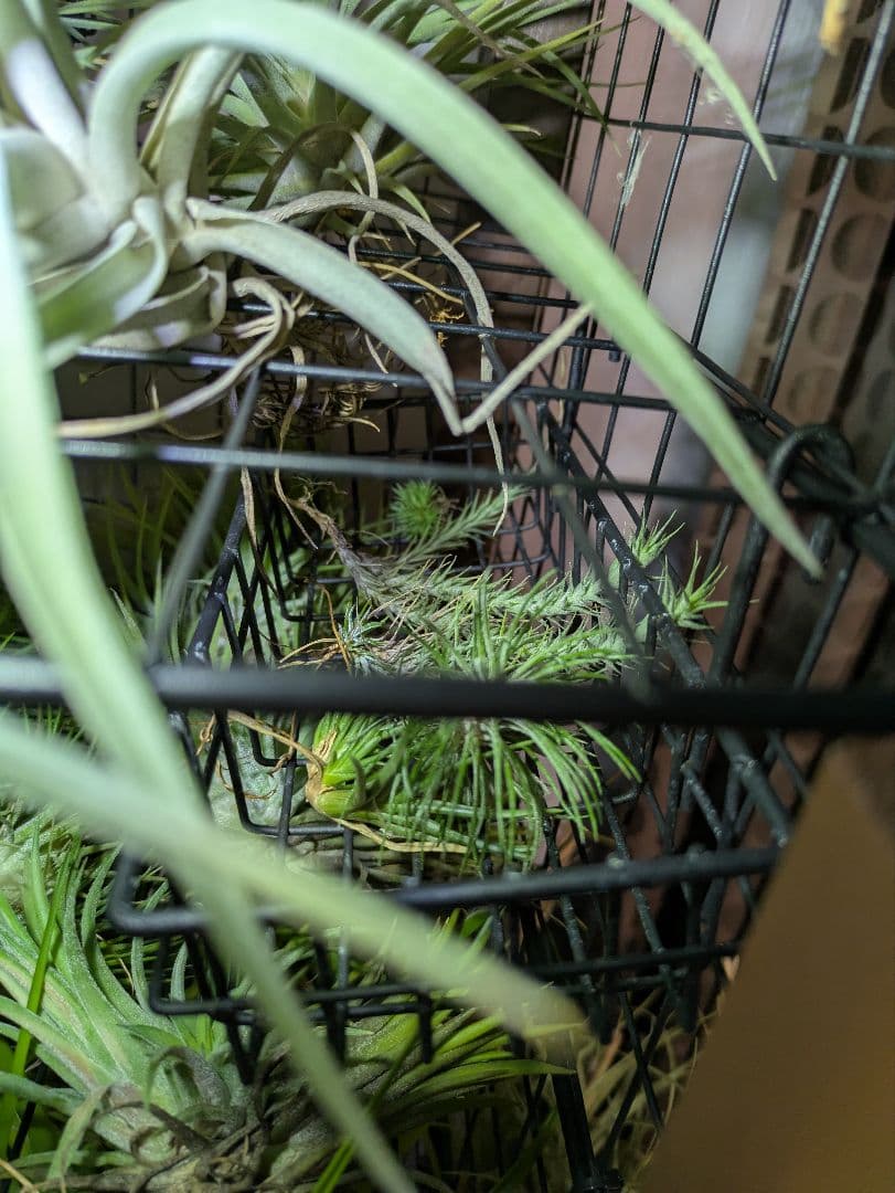 塚*龍様 ティランジア　エアプランツ　【100個〜まとめ売り】