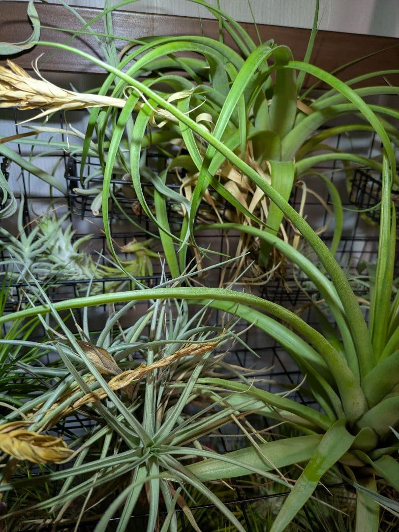 塚*龍様 ティランジア　エアプランツ　【100個〜まとめ売り】