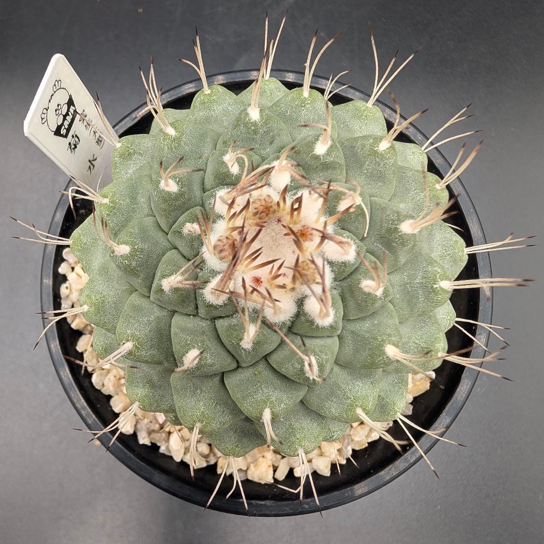 サ*生様 菊水 大型タイプ 実生 鉢植え メルカリ便送料込み