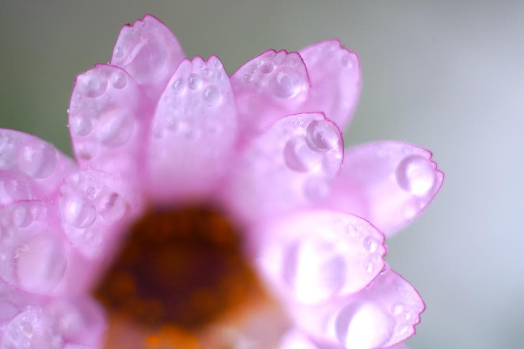 フィルムカメラ Carl Zeiss Makro-Planar 60mm F2.8 T*