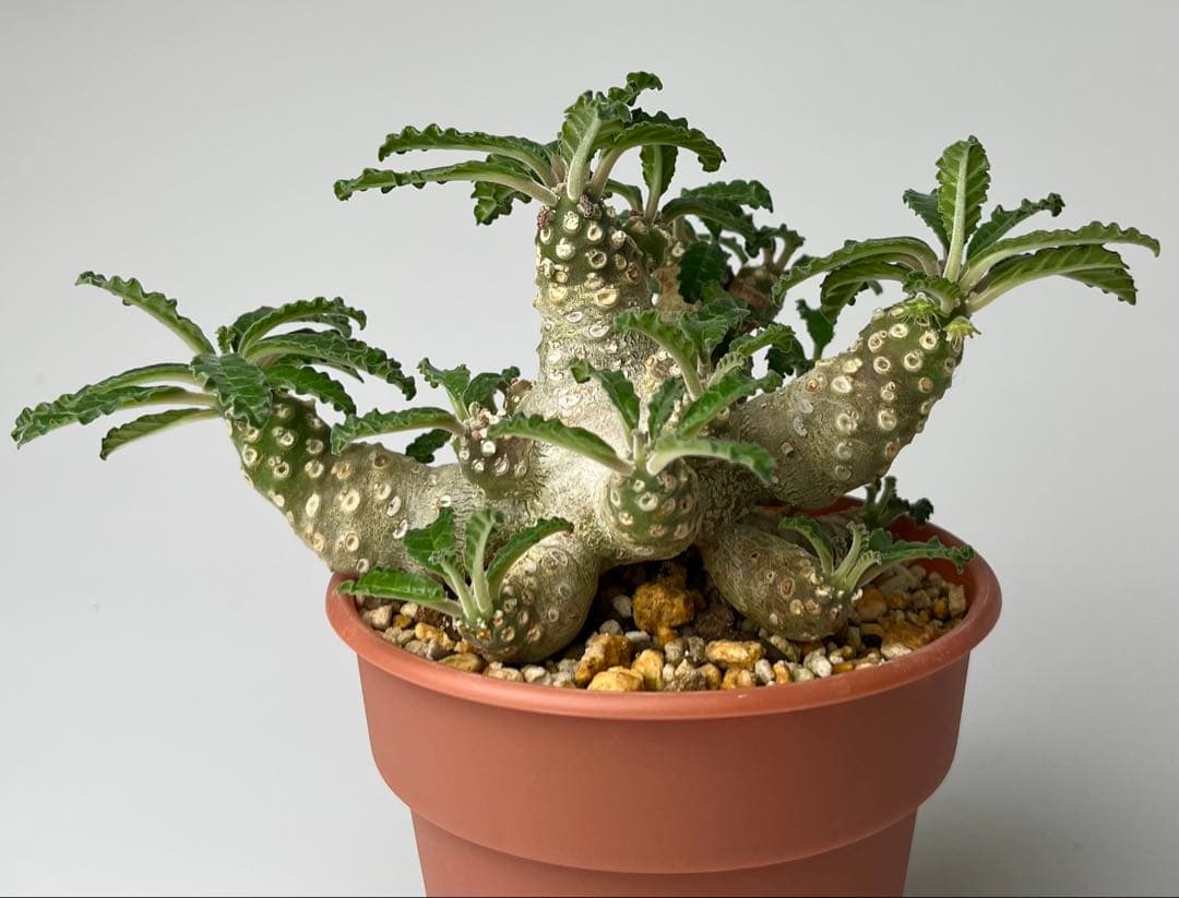 【レア/塊根植物】ドルステニア ラブラニー メス株（大株）鉢植え ②