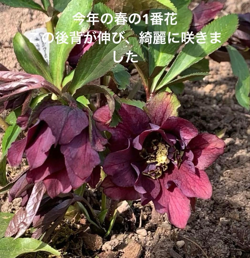 m*み様 クリスマスローズ　株分け苗　パピエ　ノワールドゥ　花郷園