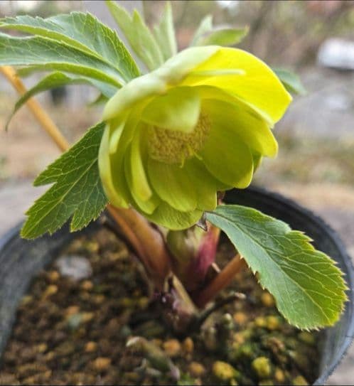 クリスマスローズ　ギョク　玉　グリーニッシュオーレア　　　　　　 大木ナーセリー