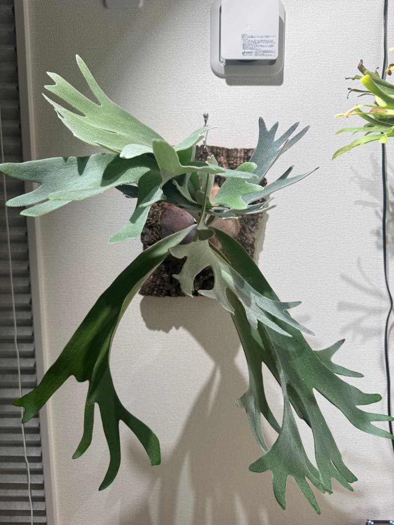 Platycerium celso original ビカクシダ