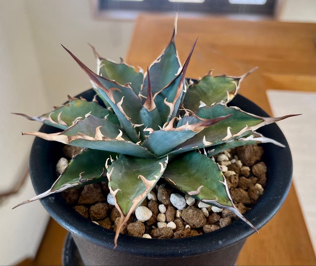 やーまん太郎 アガべ ハイブリッド エボリスピナ×美系厳龍 福園藝産