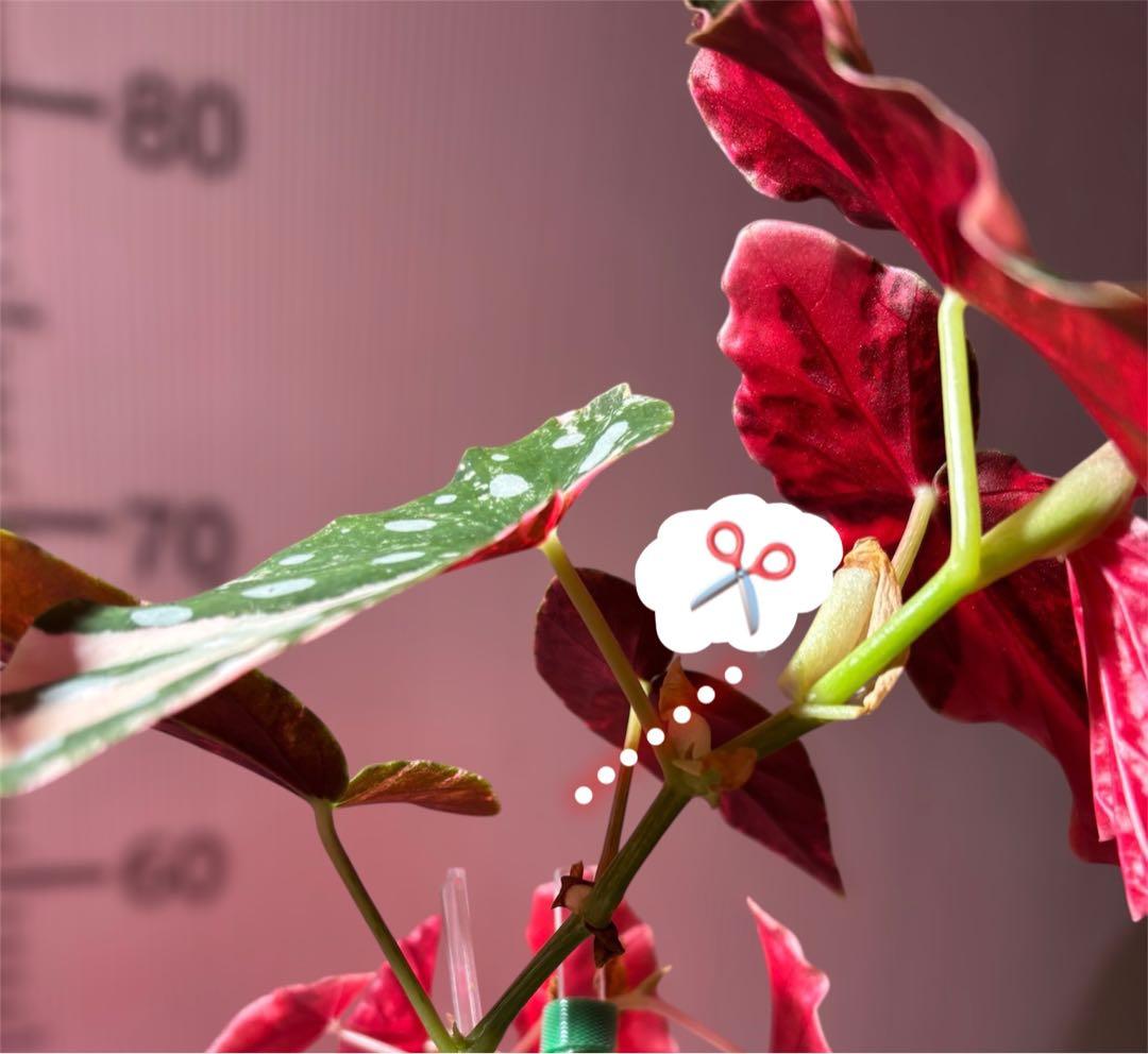 ゆ*ぅ様 ベゴニア マクラータ斑入り　ピンク斑入り