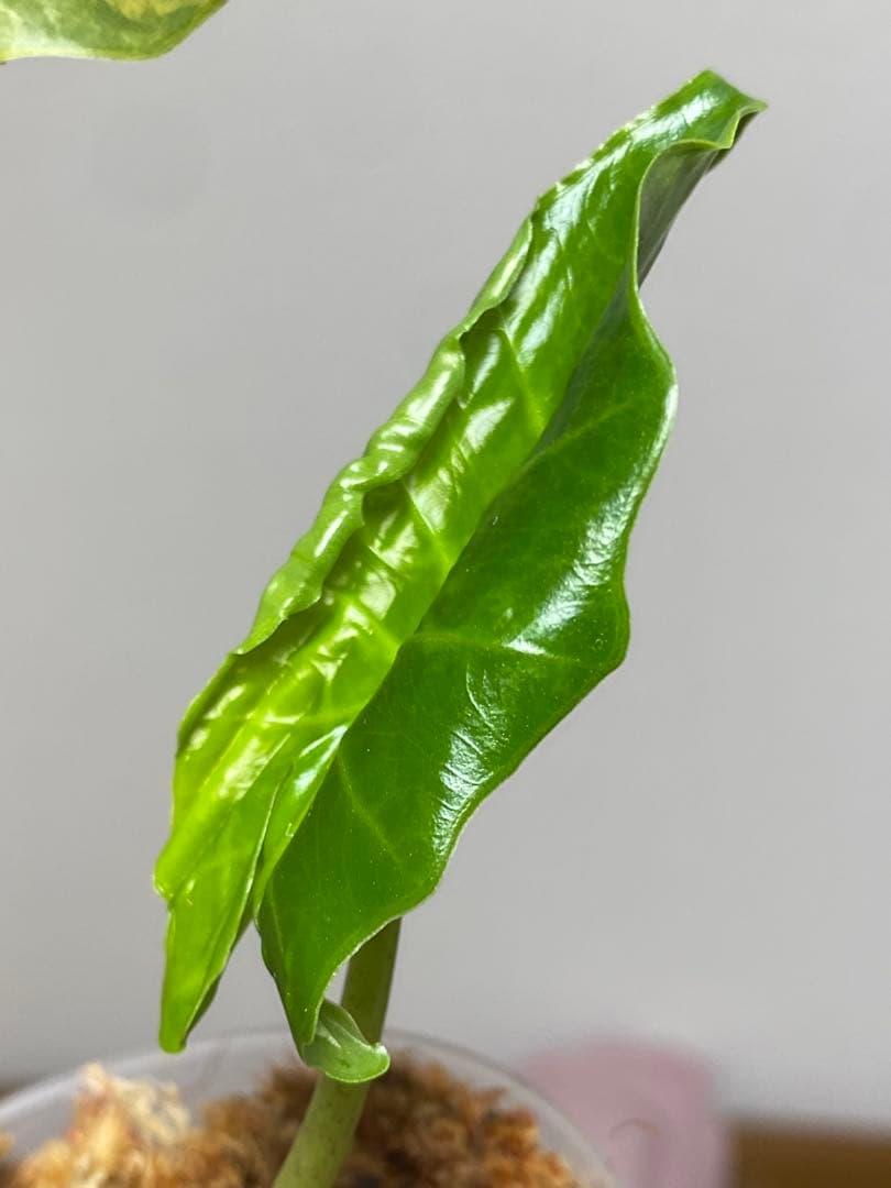 自*間様 【超希少‼️】アロカシア　ポルトドラ/ポルトラ　斑入り　オーレア　黄斑