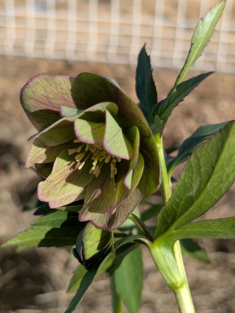 クリスマスローズ 高橋育苗 リトルビースト ファントム dd ワイルドベイン