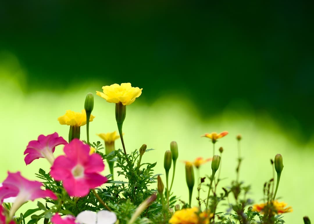 ニコンAF-I NIKKOR 300mm F2.8 D とテレコンTC-20E