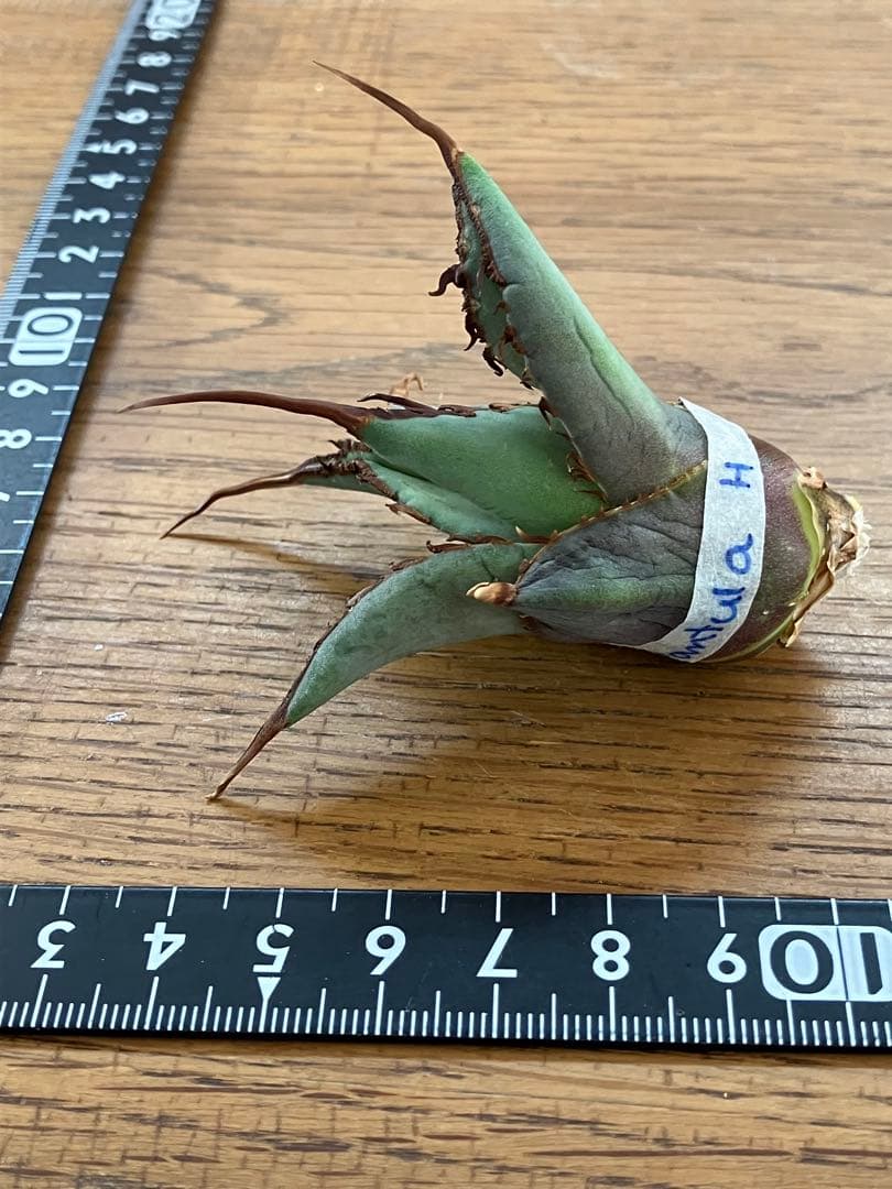 p*r様 【初売りオークション】37 REZA産　イラン株　超長棘　アガベ　タラ