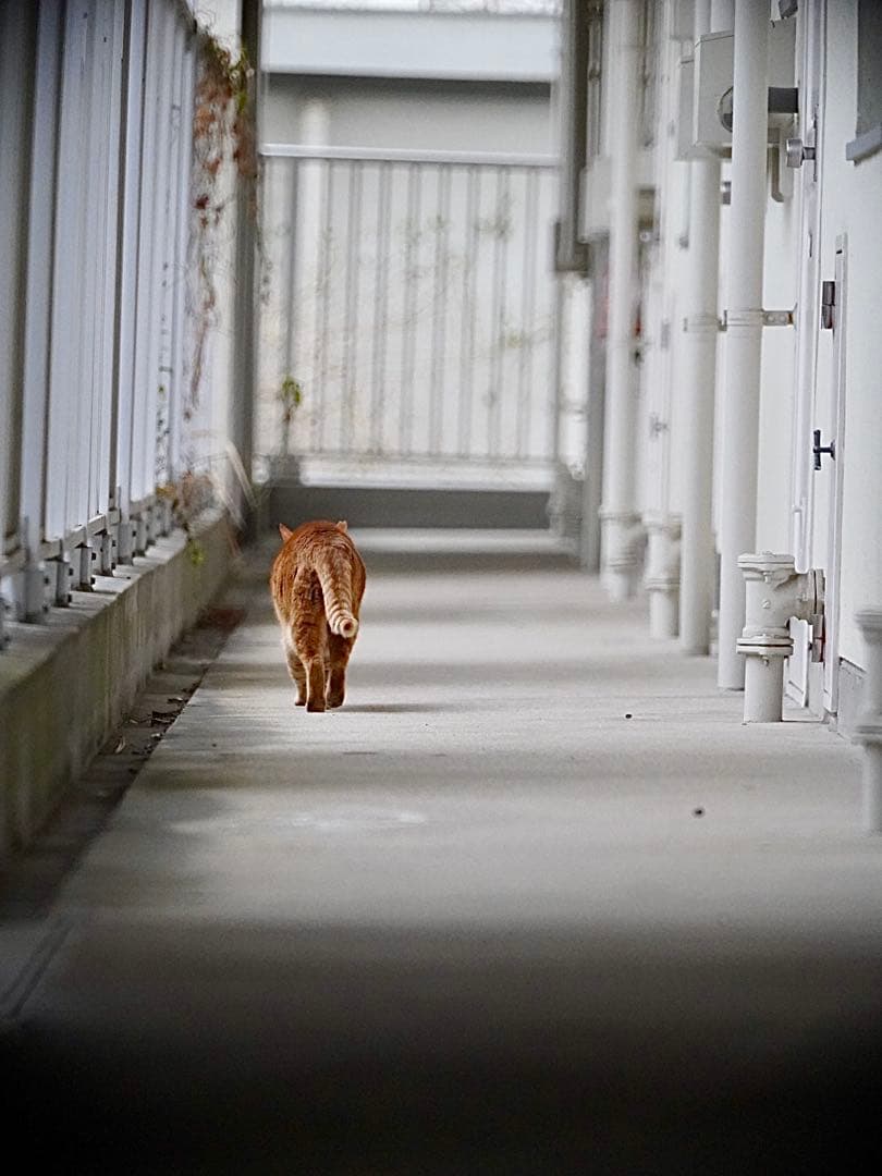 tokina sz 300mm pro reflex 超望遠単焦点　eマウント