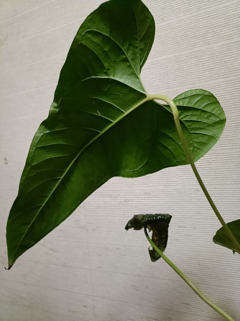 Anthurium Ivanportillae アンスリウムイヴァンポルティラエ