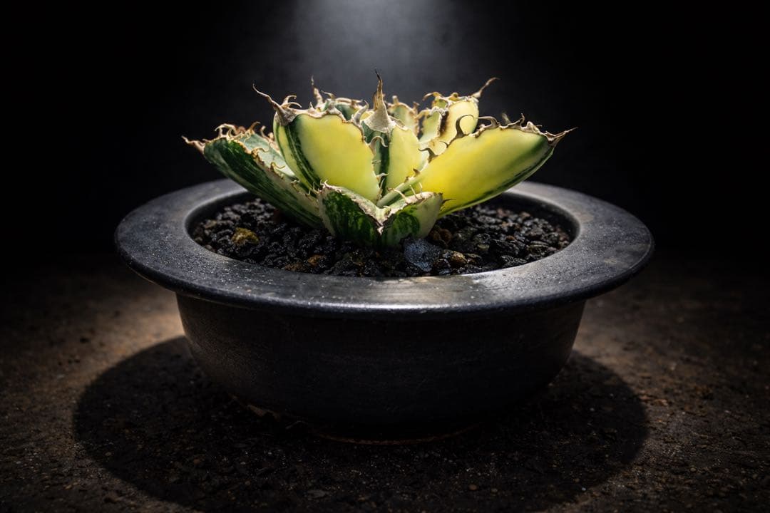 【超超希少株】白鯨錦　縞班　全班【コレクション株】【発根済】【小石原焼】