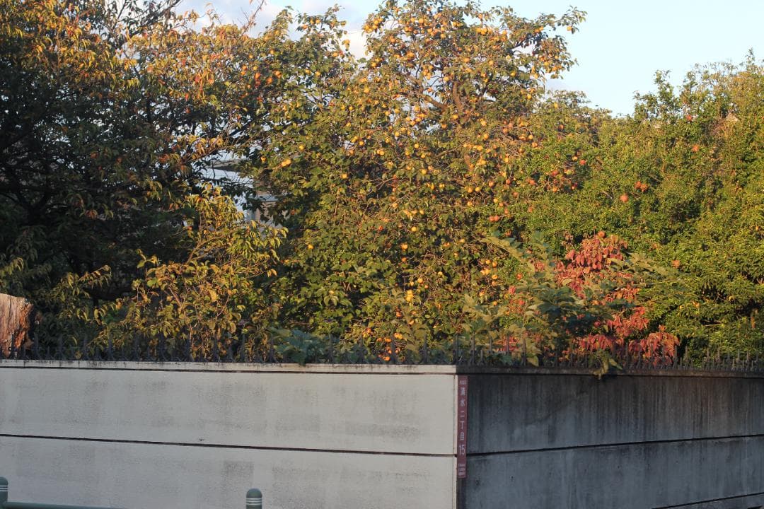 CANON EF 50mm f/1.4 USM レンズ