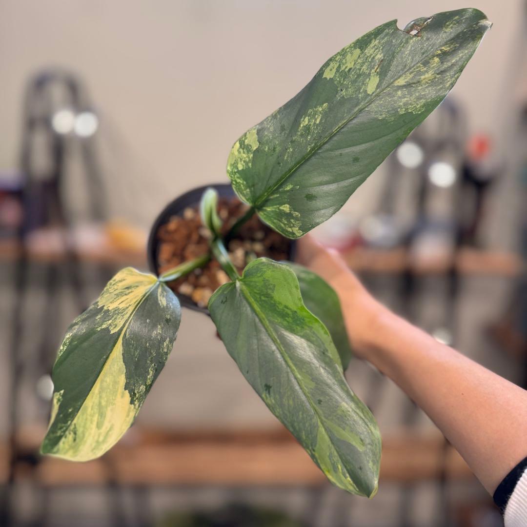 す*る様 52 フィロデンドロン　シルバーソード　斑入り