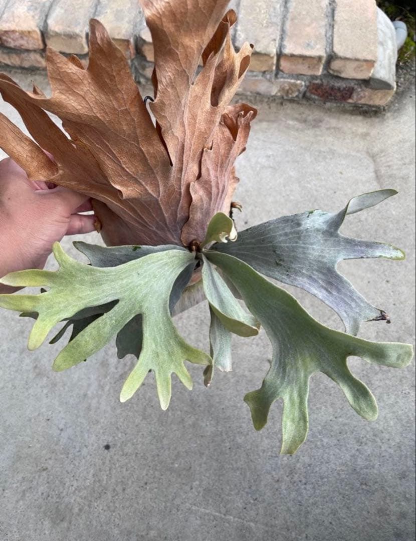 ビカクシダ　P.sp HK sporeling 【majus mix】　大株